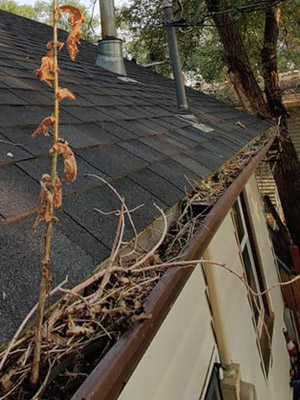 Gutter Cleaning Services